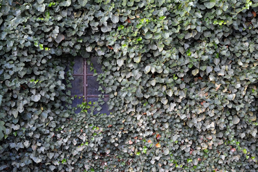 ivy covering a building